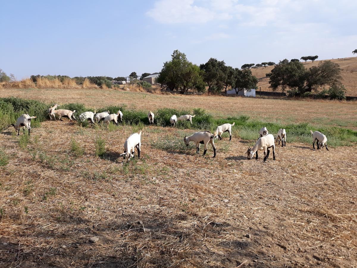 Herdade Dos Mestres Villa Terena Esterno foto